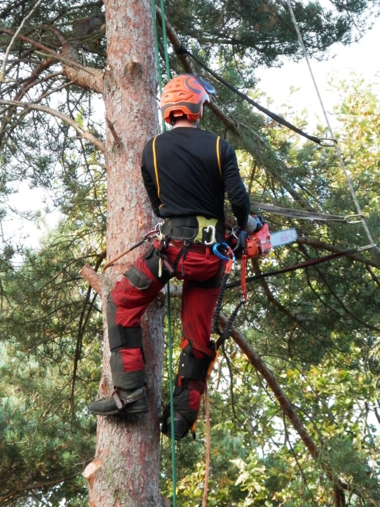 Baumgutachten Wangen im Allgäu