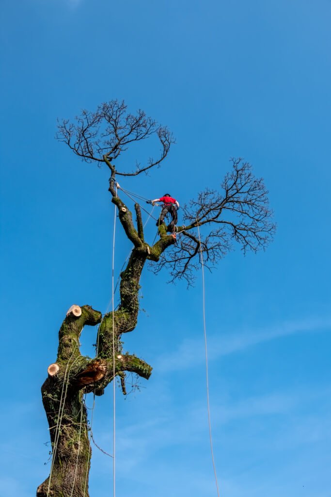 Baumpflege Wangen im Allgäu