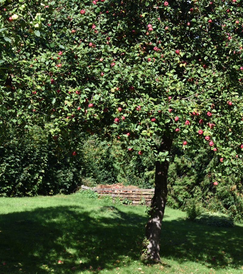 Obstbaumschnitt Baumpflege Wangen im Allgäu